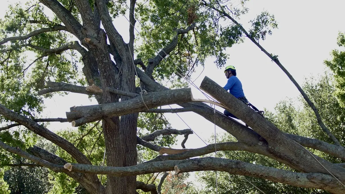 Professional Hazardous Tree Removal performed by certified arborists in Alum Bridge