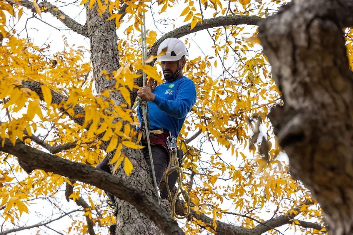 Skilled Tree Pruning crew working in Alum Bridge